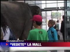 Cu elefantul prin mall