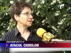 Educatoare atacata de ciori