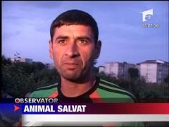 Operatiune de salvare dificila in judetul Constanta