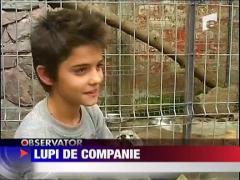 Lupi de companie