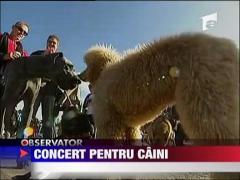 Concert pentru caini