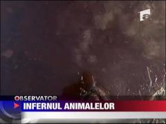 Infern al animalelor