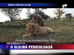 Sedinta de masaj pentru "domnul Leu"