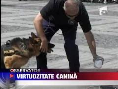Demonstratie de virtuozitate canina