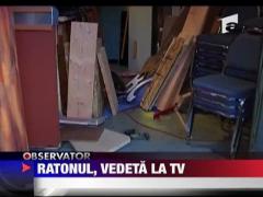 Ratonul, vedeta la tv