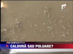 Caldura sau poluare?