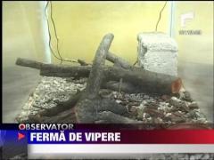 Ferma de vipere! 6000 de Euro pentru 15 vipere