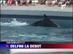 Delfini la debut