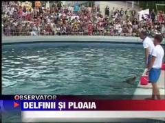 Delfinii adusi din China i-au dezamagit pe turisti