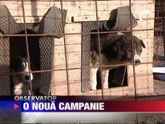 Campanie de sterilizare a cainilor vagabonzi