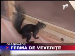 Ferma de veverite
