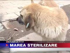 Marea sterilizare la cainii