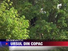 Un urs in SUA a devenit vedeta fara voie