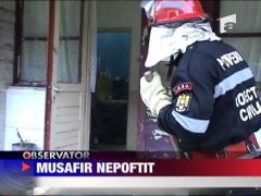 Musafir nepoftit! Sarpele din halta!