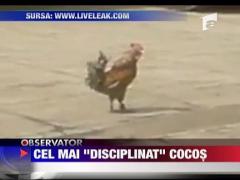 Cel mai "disciplinat" cocos