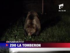 Ursi pe strazii in Busteni