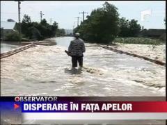 Disperare in fata apelor