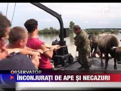 Inconjurati de ape si necazuri