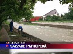 Caine salvat din apele involburate ale raului Sasar