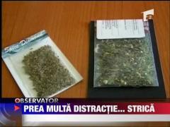 Etnobotanicele fac noi victime la Iasi