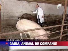 Gaina, animal de companie