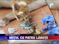 Hotul cu patru labute