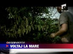 Voltaj la mare