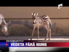 Vedeta fara nume