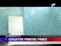 Cersetor printre printi
