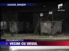 A aparut ursul de bloc