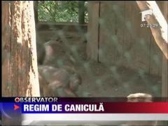 Regim de canicula la gradina zoologica din Targul Mures