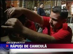 Rapusi de caldura