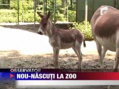 Nou nascuti la ZOO