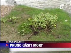 Prunc gasit mort