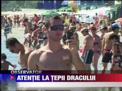 Alerta pe litoral din cauza pestelui dragon