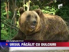 Ursul, pacalit cu dulciuri