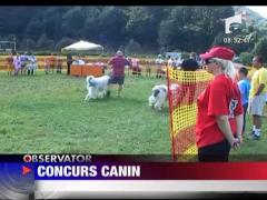 Concurs canin la Busteni