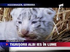 Tigrii albi, pe cale de disparitie