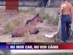 Misiune periculoasa pentru pompierii din Capitala