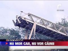 Un caine si-a salvat... calul de la moarte!