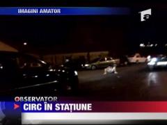 Observator de weekend