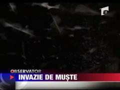 Invazie de muste
