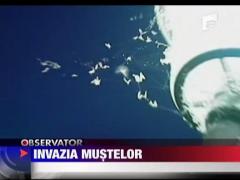 Invazia mustelor