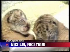 Nici lei, nici tigri