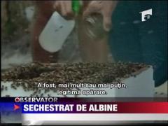 Ajutor de serif, sechestrat de un roi de albine