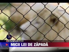 Micii lei albi de zapada