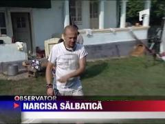 Narcisa salbatica