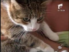 Cu pisici si catei in vacanta