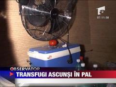 Transfugi ascunsi in pal