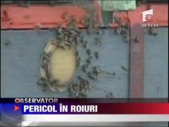 Antrenament pentru roiurile de albine